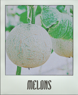 Melons