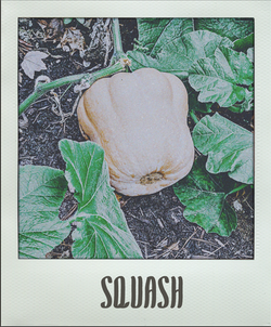 Squash