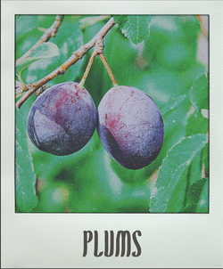 Plums