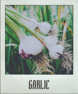 Garlic