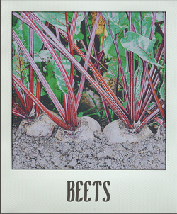 Beets