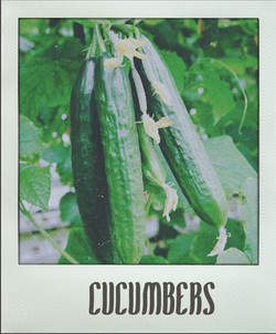 Cucumber