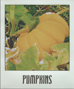 Pumpkins