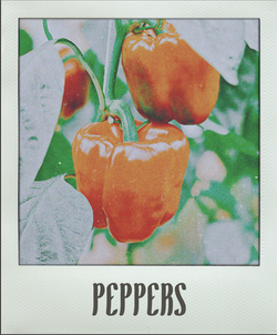 Peppers