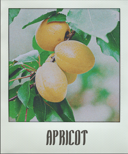 Apricot