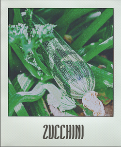 Zucchini
