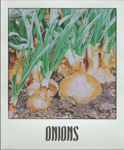 Onions