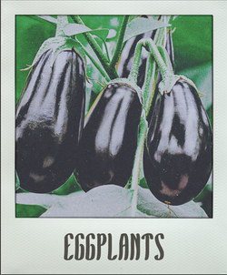 Eggplants