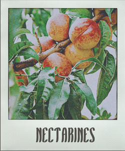 Nectarines